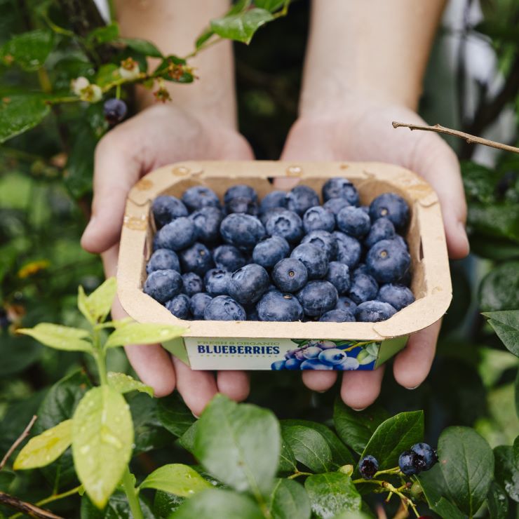 Punnet | Fruit Punnets